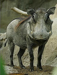 01_Warty_Warthog