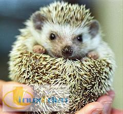 02_Hoary_Hedgehog