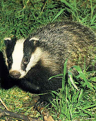 03_Breezy_Badger