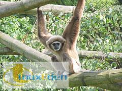 07_Gutsy_Gibbon