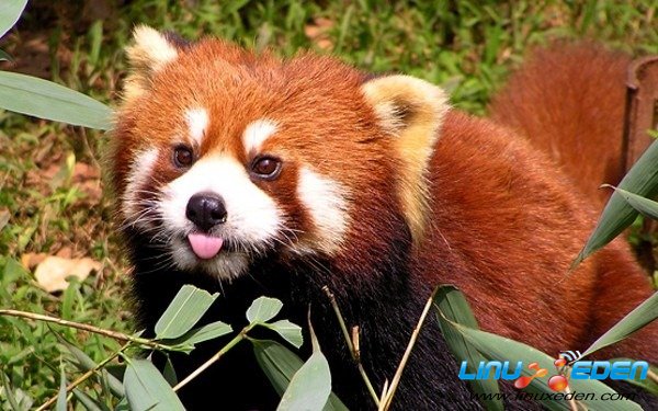 flickr-red-panda-firefox