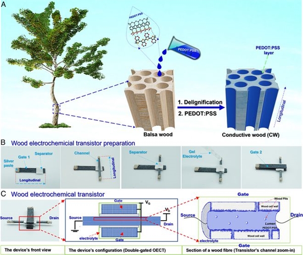 全球首个木质晶体管出世：长约3厘米 可承受高电流冲击